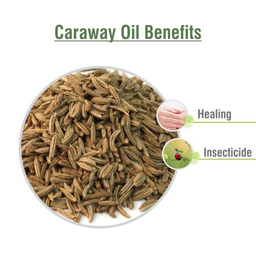 CARAWAY OIL 100% NATURAL PURE UNDILUTED UNCUT ESSENTIAL OILS 15ML