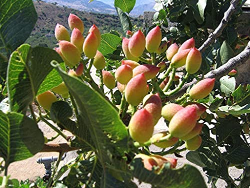 Genipap 15 semillas de árbol de pistacho (Pistacia vera)