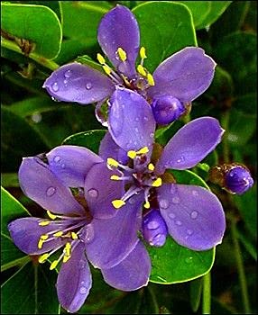 Genipap 25 semillas de flores LIGNUM VITAE