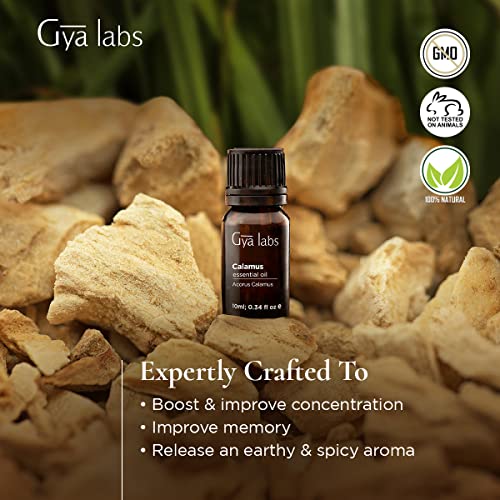 Gya Labs Calamus Essential Oil for Focus - Aceite de cálamo natural para aliviar el estrés y la meditación - 100 grado terapéutico puro para aromaterapia - 10 ml