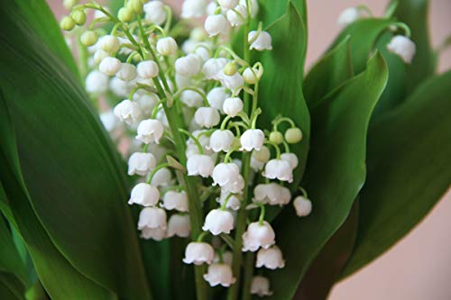 Lirio de los valles artificial,El Estilo úNico Plantado En El Patio Se Siente Bien.,Las Plantas Vivas Se Sienten Tan Lindas Flores-1,7bulbos