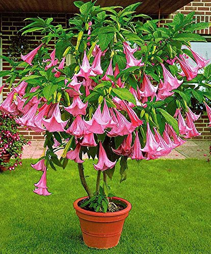 Pinkdose planta de los bonsai árbol 100pcs ENANO Brugmansia suaveolens Flamenco Angel & # 39; s de las trompetas