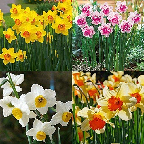 Portal Cool 400X Mixta narciso doble del narciso Bulbos Duo semillas de plantas de flores de primavera Decorra