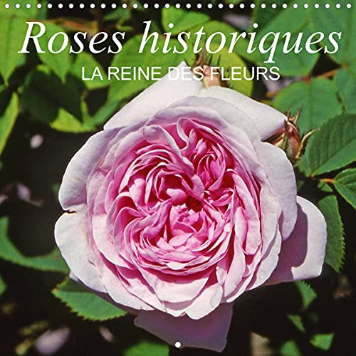 Roses historiques - la Reine des fleurs (Calendrier mural 2022 300 × 300 mm Square): Beauté, senteur et une certaine nostalgie - les roses historiques (Calendrier mensuel, 14 Pages )