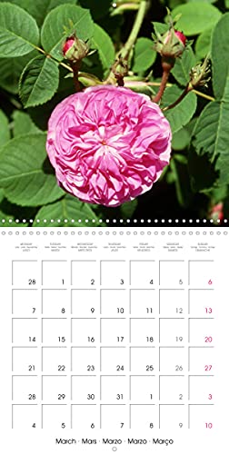 Roses historiques - la Reine des fleurs (Calendrier mural 2022 300 × 300 mm Square): Beauté, senteur et une certaine nostalgie - les roses historiques (Calendrier mensuel, 14 Pages )