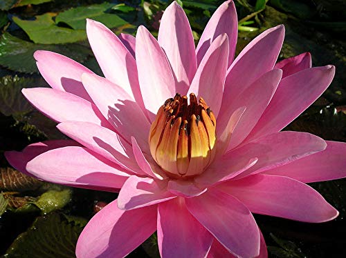 ScoutSeed Nymphaea RUBRA Pink Noche - NINFEA Rosa NOTTURNA, 10 Semi