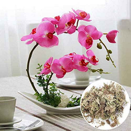 WANGQ Musgo Sphagnum para Plantas, Musgo Natural para Orquideas Phalaenopsis, Musgo Seco Musgo Blanco Sustrato De Turba Natural, Fertilizante Plantas, 6L/12L