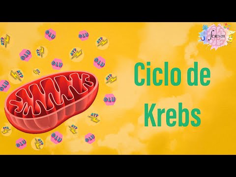 El ciclo de Krebs: una explicación detallada