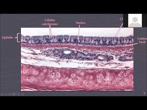 El epitelio pseudoestratificado cilíndrico ciliado: estructura y funciones