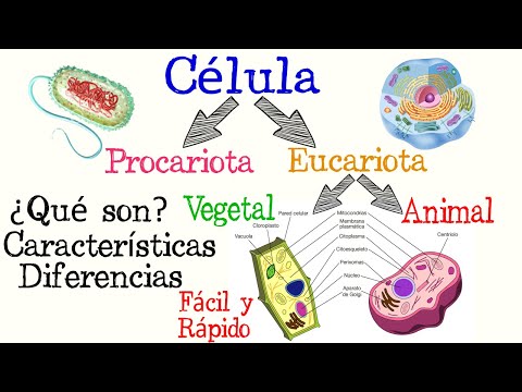 Las Características de la Célula Procariota en Detalle