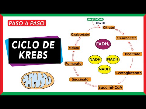 El ciclo de Krebs: un análisis detallado de sus productos metabólicos