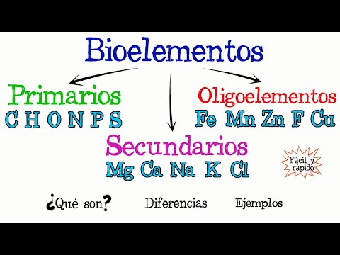 Bioelementos y biomoléculas: ¿Cuál es la distinción fundamental?