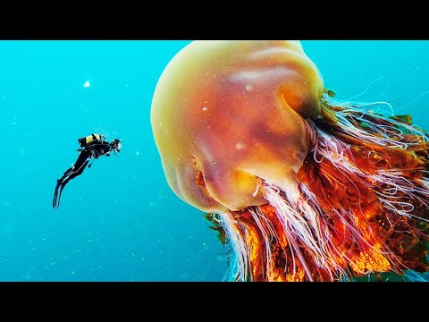 La fascinante belleza de la medusa crin de león: una especie marina única en su esplendor
