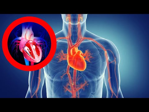 Funcionamiento y características del sistema circulatorio y excretor