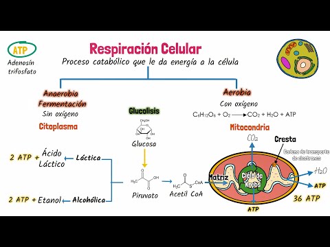 La respiración celular en la mitocondria: la clave para la obtención de energía.