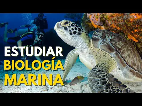 Formación especializada en Biología Marina: Grado Superior en IESRibera