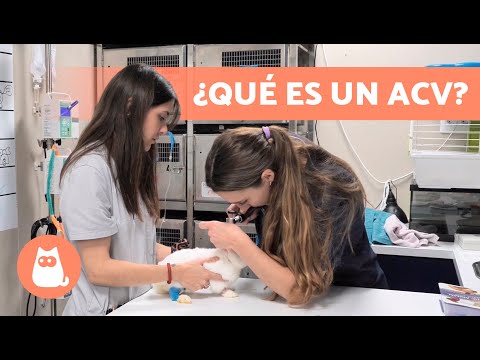 La Universidad de Veterinaria en Valencia: Formación de excelencia para los amantes de los animales