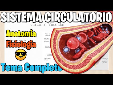 El sistema circulatorio: una guía completa