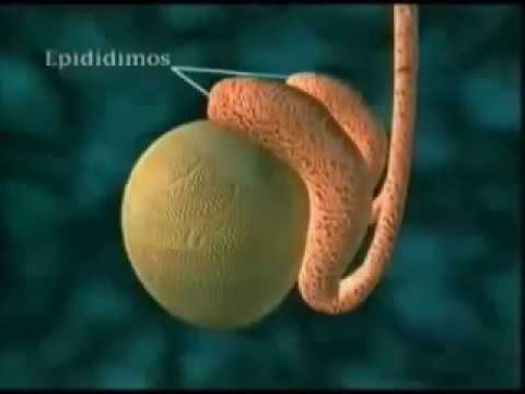 La fisiología del aparato reproductor masculino: una guía completa