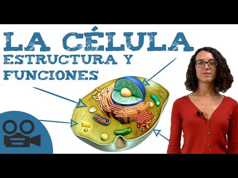 La estructura y funciones de las células: una mirada a la biología celular e histología