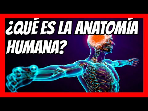 Conoce los esquemas del cuerpo humano y su importancia para comprender nuestra anatomía