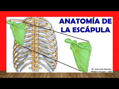 Anatomía del cuello de la escápula: estructura y funciones
