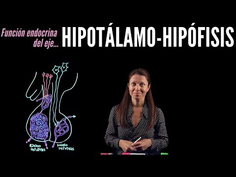 El sistema hipotálamo-hipófisis-gonadal: una clave en la regulación hormonal