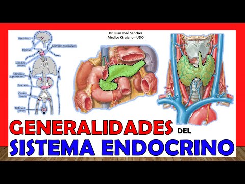 El sistema endocrino: una mirada detallada a la anatomía y funcionamiento del cuerpo humano