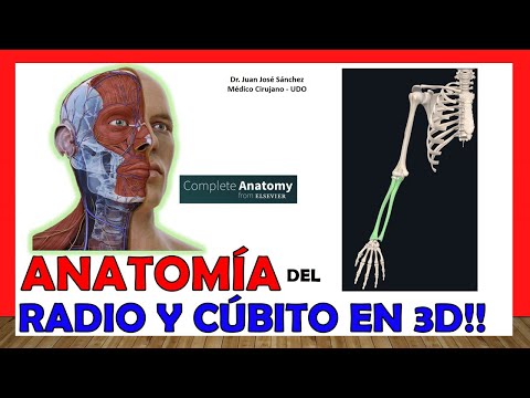 La cavidad sigmoidea del radio: anatomía y funciones