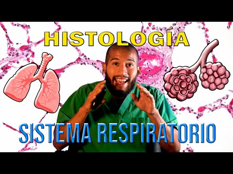 La histología del aparato respiratorio: una mirada detallada a su estructura y función