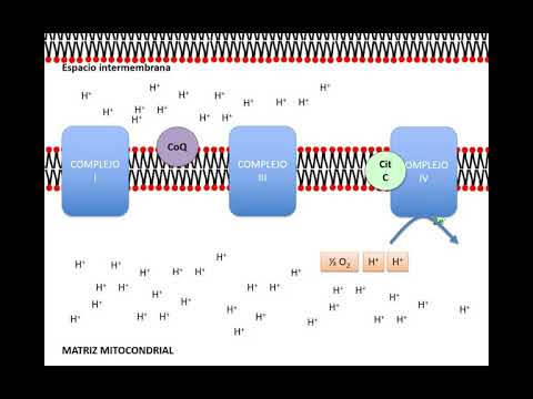 El ciclo de Krebs, la cadena respiratoria y la fosforilación oxidativa: una mirada al proceso energético celular