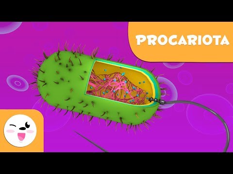 La ubicación del ADN en la célula procariota