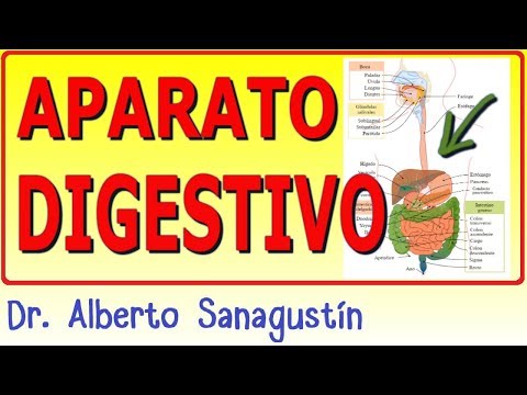 La anatomía y fisiología del aparato digestivo: una guía completa para entender su funcionamiento.