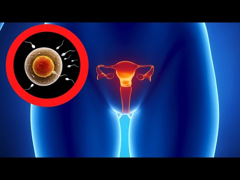El funcionamiento del aparato reproductor femenino: una mirada detallada