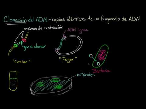 La tecnología del ADN recombinante y sus aplicaciones en la biología molecular