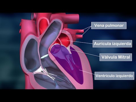 Las metaarteriolas: una guía completa para entender su función en el sistema circulatorio