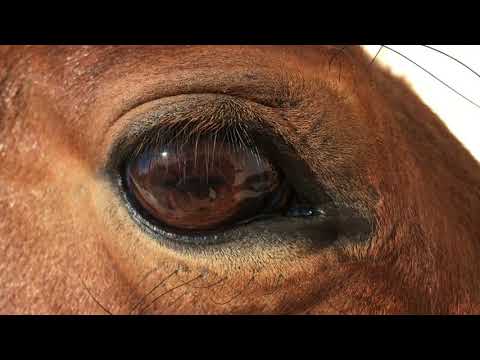 El significado de los caballos que andan sin dueño