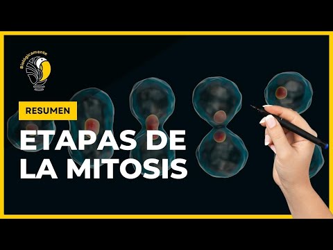 La metafase en la mitosis: una etapa crucial en la división celular