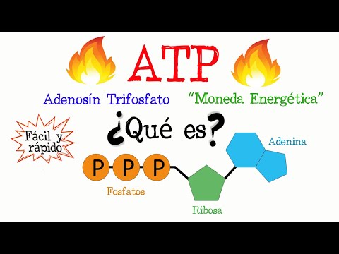 El papel del ATP en el ciclo de Krebs en el metabolismo celular