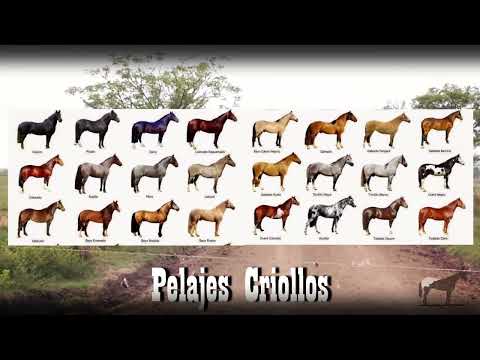 Los diferentes colores de caballos y sus nombres