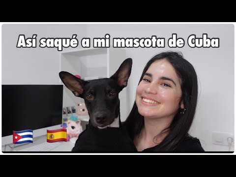 Guía completa sobre cómo importar un perro desde Cuba a España
