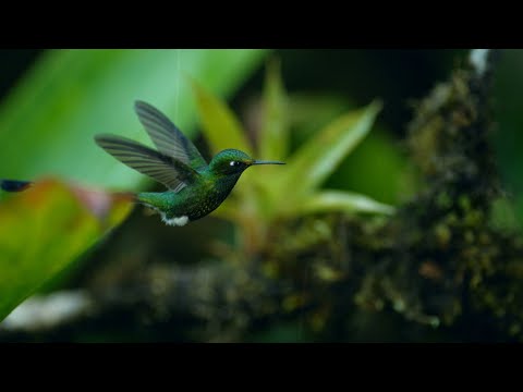 El hábitat del colibrí en España: una maravilla de la naturaleza en nuestro país