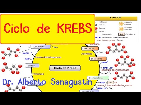 El lugar de desarrollo del ciclo de Krebs