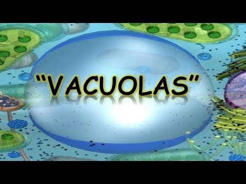 La función de la vacuola en las células vegetales.