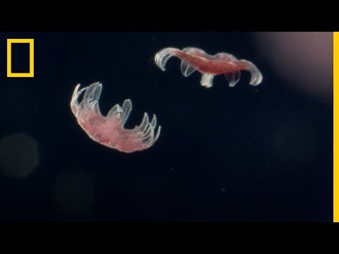 Extraordinario organismo marino: el tubito con tentáculos alrededor de su boca