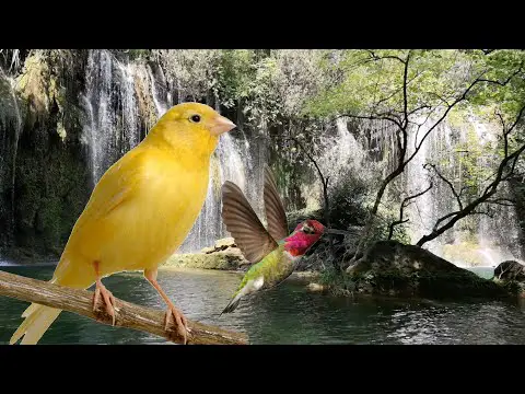 El fascinante mundo de los sonidos de los pájaros