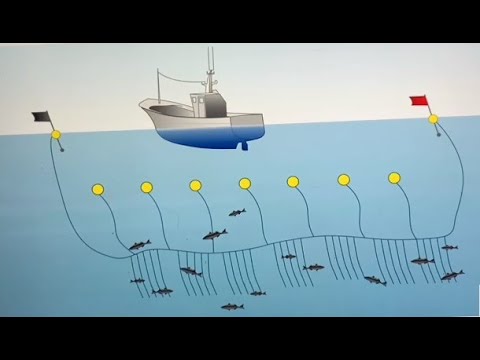 El arte de pesca de redes verticales: una técnica milenaria para capturar peces.