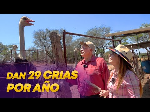 La legalidad de poseer un avestruz en España: Normativas y requisitos