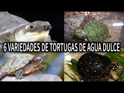 ¿Qué especies de tortugas de agua dulce existen?