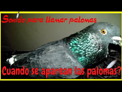 El peculiar sonido de las palomas: ¿Cómo se llama?